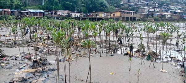 Sullay's joints effort to re-green the Freetown shoreline